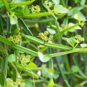 Pirandai Podi<br>100g